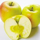 国華園　果樹苗　リンゴ　ぐんま名月　1株【※発送が国華園からの場合のみ正規品です】