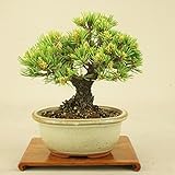 いよじ園 五葉松 -明星- 小品盆栽 （盆栽 松） 【父の日ギフト】