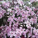 宿根草 【 芝桜 ( シバザクラ ) タマノナガレ 】１株 グランドカバーに！