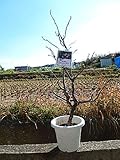 運気上昇　雲竜梅苗　梅