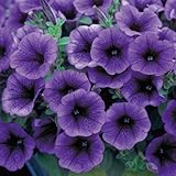 タキイ種苗 ペチュニア ギュギュ バイオレットアイス 3株セット