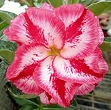 40 Fresh seedsアデニウム アラビカム オベスム 砂漠のバラ種子(40粒)塊根植物種子Adenium obesum Desert Roses seeds no111-Double-Quee