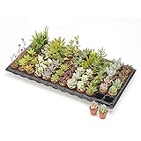 多肉ミニポット植え品種ミックス72株セット（直径3cmポット）[色も形もバリエーション豊富]