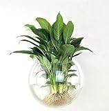 壁掛け フラワーベース フラワーポットアクアリウム 水槽 アクリル 製 30㎝ L サイズ