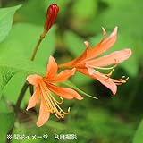 山野草:キツネノカミソリ 9cmポット苗5ポットセット【紫桜館山の花屋】