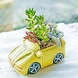 多肉植物 寄せ植え taniku クラシックカー Eタイプ