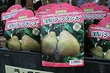 【果樹苗】【接木】　洋梨　ラ・フランス　一年生　【送料込価格】