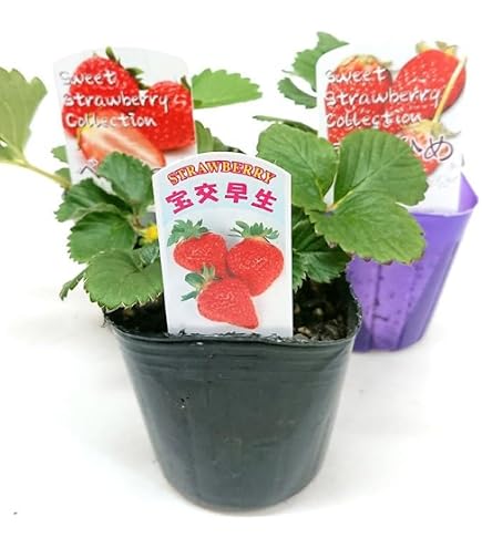 福岡S6号 いちご苗 タグ付き 1苗 Amazon.co.jp: 福岡S6号 いちご苗 大きめサイズ 1株 : DIY・工具・ガーデン