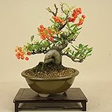 いよじ園 ピラカンサ / 根上り （小品盆栽） 【雑木盆栽】いよじ園