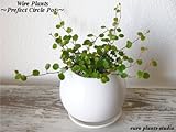Wire Plants / White Prefect Circle / ワイヤープランツ / ホワイト パーフェクトサークル / インテリア観葉植物 / 鉢植え