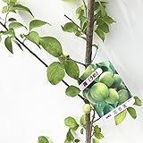 梅 苗木 花香実 12cmポット苗 はなかみ うめ 苗 ウメ