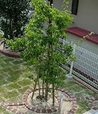 【ノーブランド品】 ソヨゴ 樹高1.2m前後 根巻き /