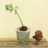 観葉植物　シダ植物：リュウビンタイ　モスポット*