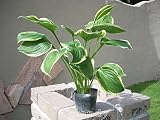 中葉斑入りぎぼうし 5本