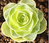 ホーム＆ガーデンフラワーポットプランターのためのジューシーな種子盆栽の植物の種子 - 30個/ロット