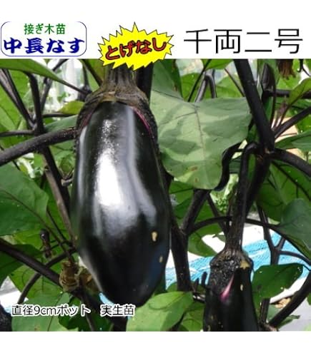 Amazon.co.jp: フィレンツェ茄子苗 3ポット 農薬不使用 : DIY・工具