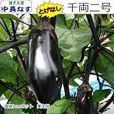 なす 苗 とげなし 千両二号 茄子 9cmポット苗 (接ぎ木苗)