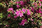 庭木:久留米つつじ/クルメツツジ (藤の香)存在感のある紫花です。