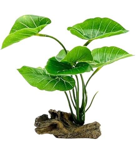 Amazon.co.jp: アグラオネマ ピクタム アンダマン Aglaonema
