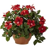 HibiscusWith Clay Planter