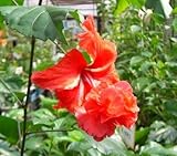 【ハイビスカス】 風鈴ヒビスカス (レッドフラミンゴ)