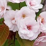 桜 苗木 八重紅大島 12cmポット苗 さくら苗