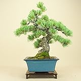 いよじ園 【】 五葉松 宮島（中品盆栽）（松柏盆栽）いよじ園【父の日ギフト】