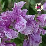 【PLANT】Sweet Pea Spencer Brian Haynes スイート・ピー・ブライアン・ハイネス（スペンサー・グループ）・1苗＊2018新品種