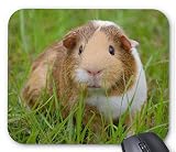 可愛いモルモットのマウスパッド：フォトパッド（世界の小動物シリーズ） (C)
