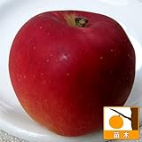 リンゴ：紅玉（コウギョク）4～5号ポット[甘酸っぱいクッキングアップル][苗木]