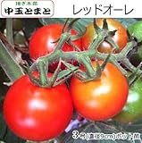 中玉トマト 苗 レッドオーレ トマト (接ぎ木苗)