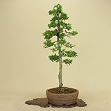 津山桧/ツヤマヒノキ 中品盆栽 （松柏盆栽）（いよじ園 伊予路園）