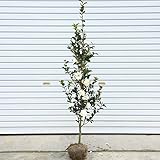 庭木：サザンカ（さざんか）（富士の峰）　樹高：約120cm　全高：約150ｃｍ　ヤマト便大型商品発送！