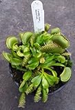Dionaea muscipula Carolina Beach - Venus fly trap Carolina Beach - 5 seeds