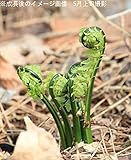 山菜苗:コゴミ [クサソテツ] 特大素掘り苗2株【紫桜館山の花屋】