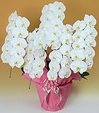 【胡蝶蘭専門店はなやか】 胡蝶蘭 白大輪 5本立ち 45輪以上 ギフト 生花 生産直売 ※ラッピング、札は『ギフト設定』をしてください