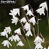 国華園　夏植え球根 リューコジャム (スノーフレーク) セプテンバースノー 5球【※発送が国華園からの場合のみ正規品です】