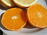 せとか 1年生 接ぎ木 苗
