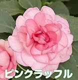 お好きな色を選んでね カリフォルニアローズ フィエスタ　 １株【ピンクラッフル】