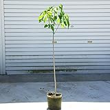 庭木：ポポー（ポット）　大株！　樹高110ｃｍ