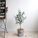 オリーブ 70cm ブリキポット　観葉植物 造花 フェイクグリーン 消臭 CT触媒