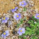 アネモネ・オブツシロバ