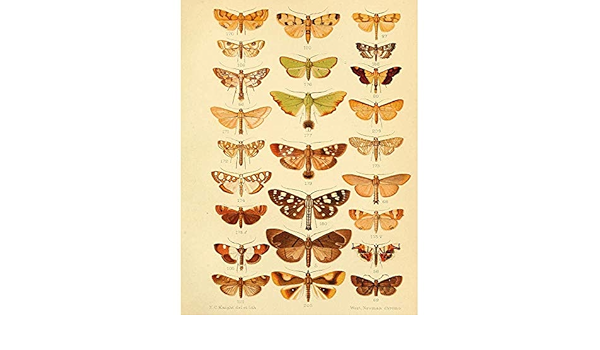 Amazon Co Jp ポスター 科学イラスト昆虫蛾プレート サイズ インテリア 壁紙用 絵画 アート 壁紙ポスター Diy 工具 ガーデン