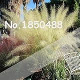 2016新！100pcs / Muhly草の種子、希少植物のホームガーデン装飾用の草の種、MuhlyグラスHairawn湾パンパス草