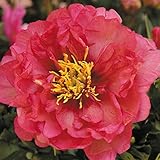 国華園　花木　芍薬　ジュリアローズ　1株【※発送が国華園からの場合のみ正規品です】