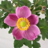 シュウメイギク（秋明菊）：ルフィア3号ポット2株セット[わい性タイプ!] ノーブランド品