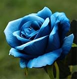 10 PCS Fake Artificial Silk Rose Plant Bridal Flower Bouquet Hydrangea Wedding Decor Home Garden Par