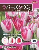 ラバーズタウン チューリップ 球根 ３球入
