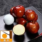 大実ナツメ：スーパージャイアント4号ポット[最高レベルの甘さと大きさ、大雪ナツメ] ノーブランド品