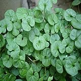 馬蹄金の種子、家庭菜園の植物100グラムのためのお金の草水槽の草の種子/パック